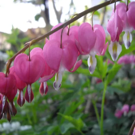 Annabelle سوما لومباردو